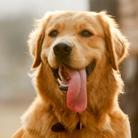 Emotion Code® Session for Pets